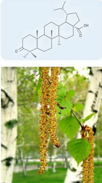 med_cosm_betuline_acid